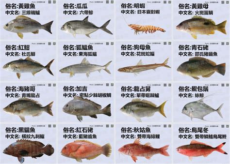 大型觀賞魚圖鑑|台灣淡水魚類列表